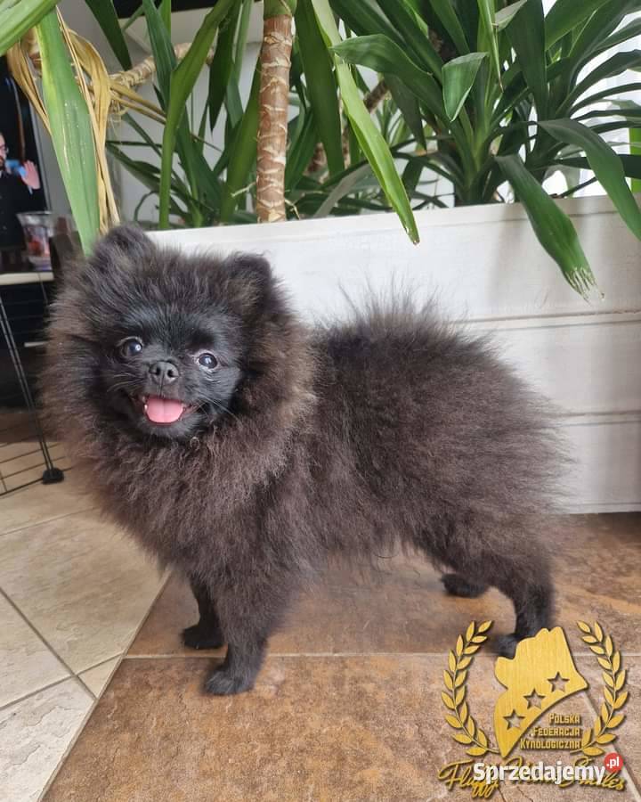 Pomeranian Szpic Miniaturowy Psy kujawsko-pomorskie Barcin