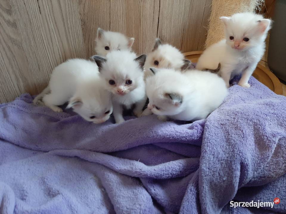 Ragdoll puchate kociaki Wrocław