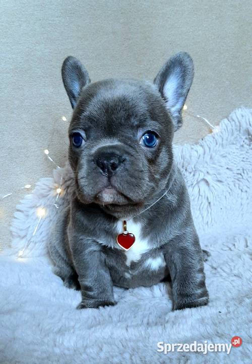 Buldog francuski Pabianice sprzedam