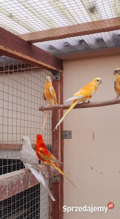 Sprzedam świergotki Ostrów Wielkopolski