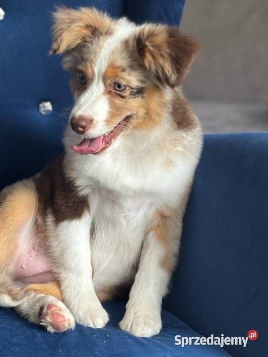 miniaturowy owczarek amerykański mini aussie kujawsko-pomorskie Toruń