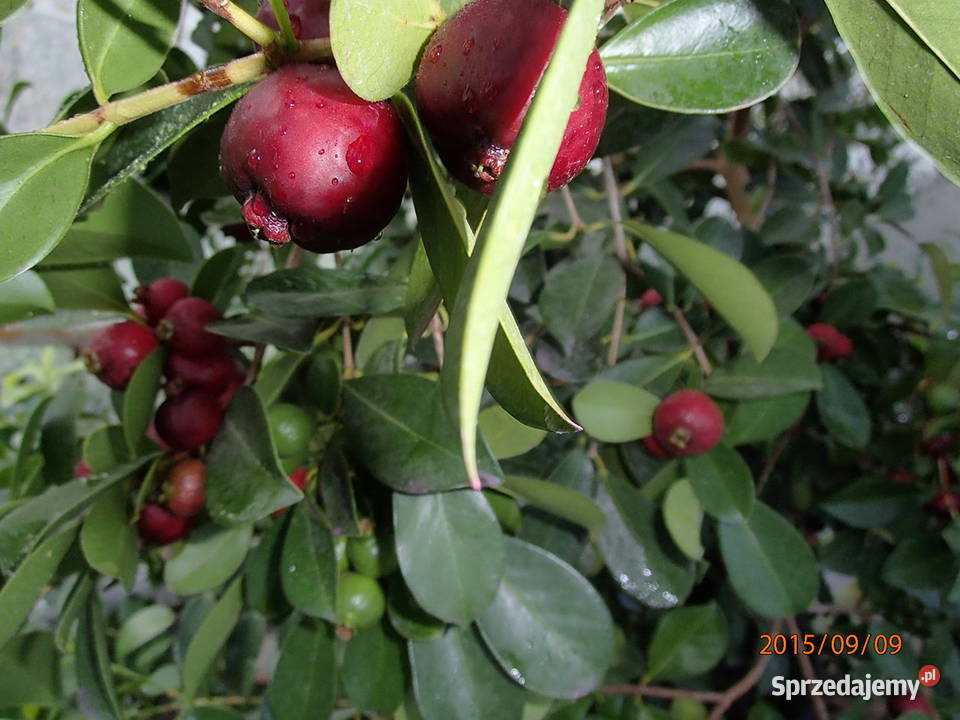 Gujawa truskawkowa Psidium cattleianum 30 Łódź
