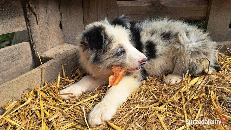 BORDER COLLIE SZCZENIAKI Z RODOWODEM gotowe na Psy Myślenice sprzedam