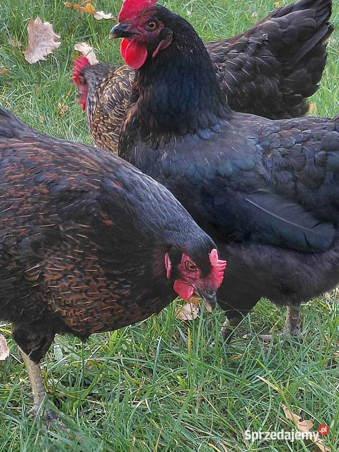 Jaja 110 z wolnego wybiegu Hodowla drobiu Hodowla i gospodarstwo Radzyń Podlaski