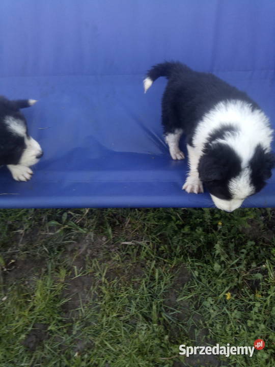 Border collie szczeniaki z rodowodem łódzkie Błaszki