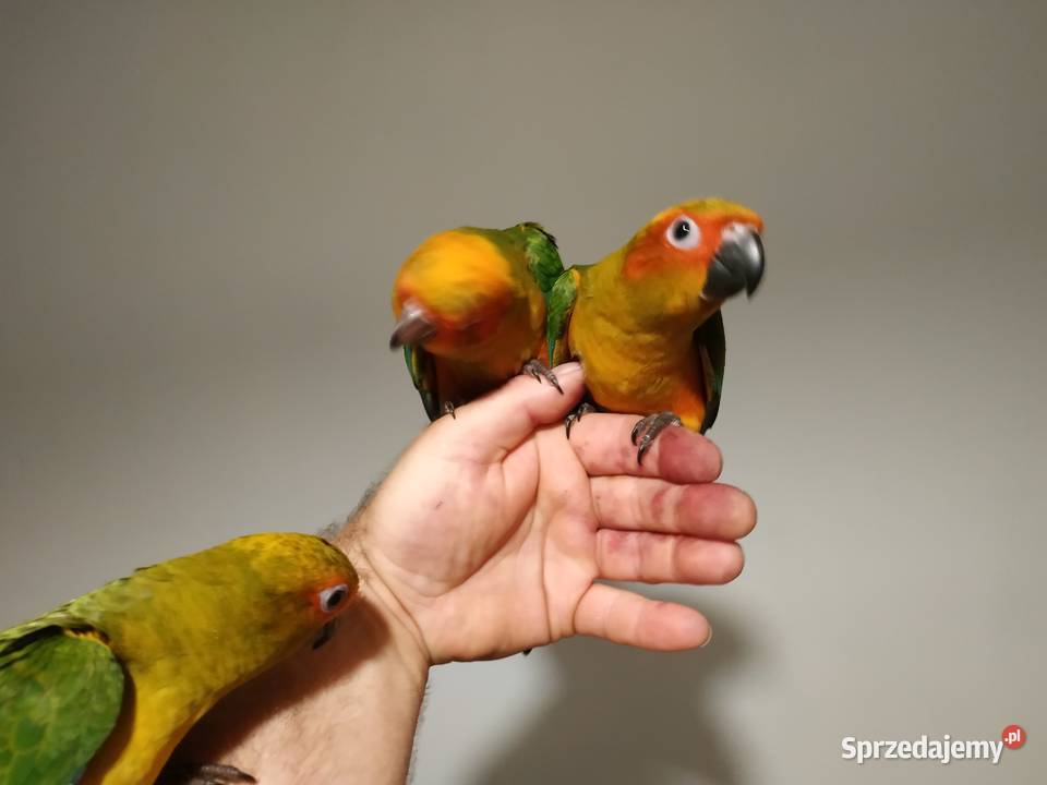 Konura słoneczna ręcznie karmiona oswojona 2020 Budzów