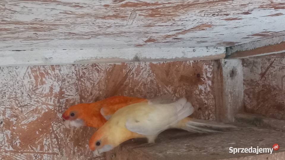 Rozelle królewskie Tuszyn