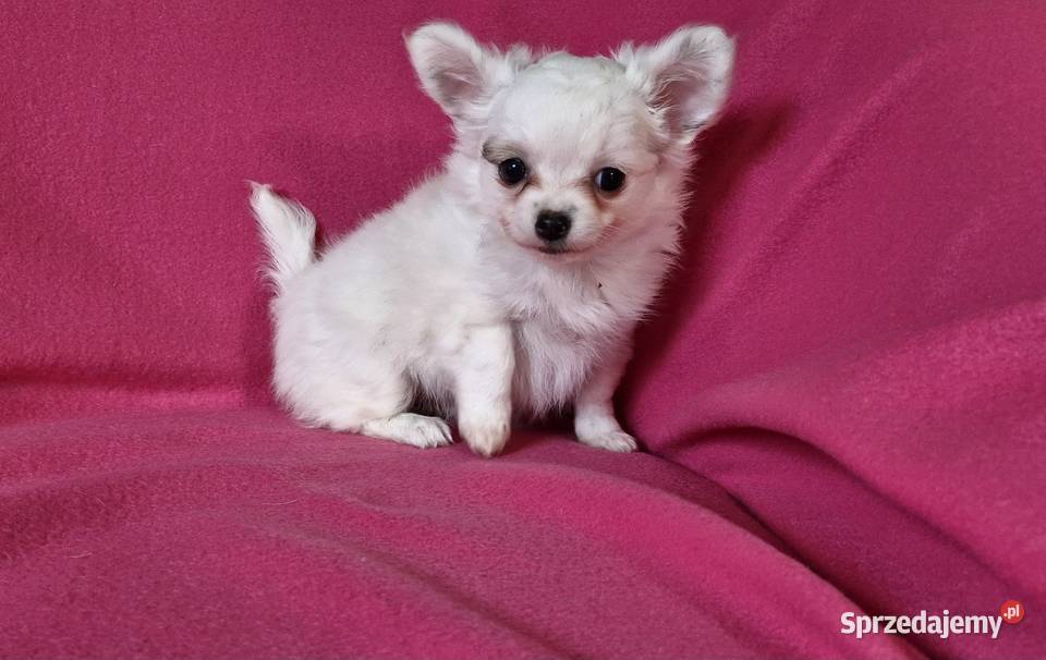 Suczka Chihuahua długowłosa Chihuahua Koronowo sprzedam