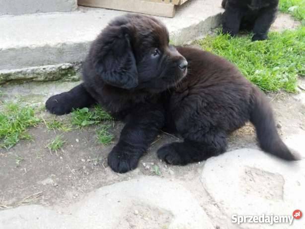 Nowofunland Nowofundland z RODOWODEM Parczew