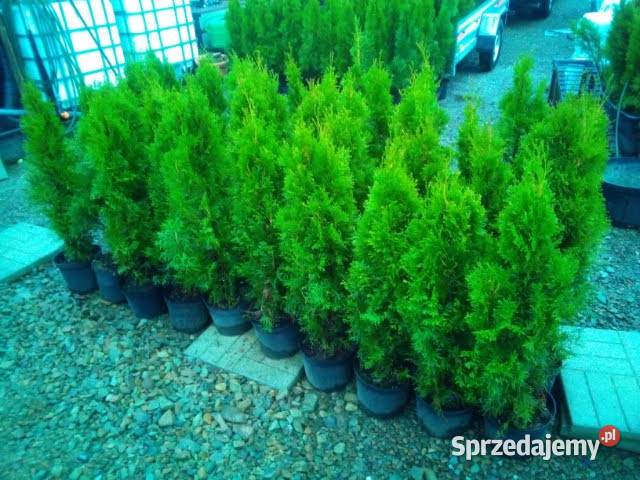 Tuja szmaragd tuje thuja szmaragdowa na żywopłot Marki
