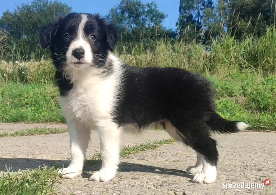 Szczeniak BORDER COLLIE Rasowa suczka z pełną Iwonicz