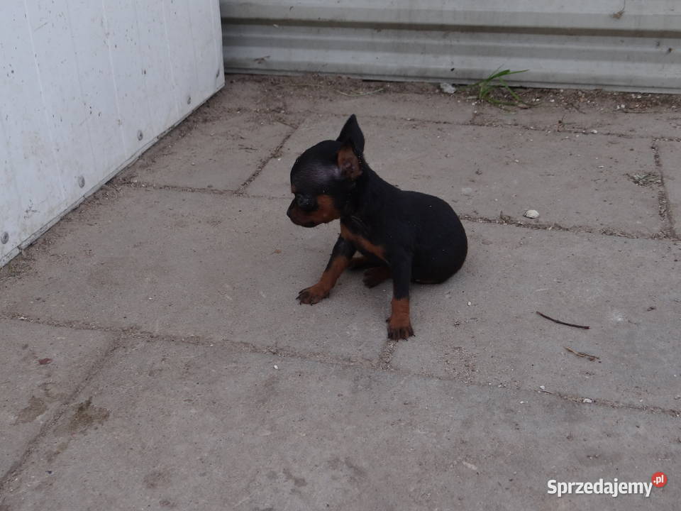 Ratlerek ratlerki suczka miniaturowa Radom
