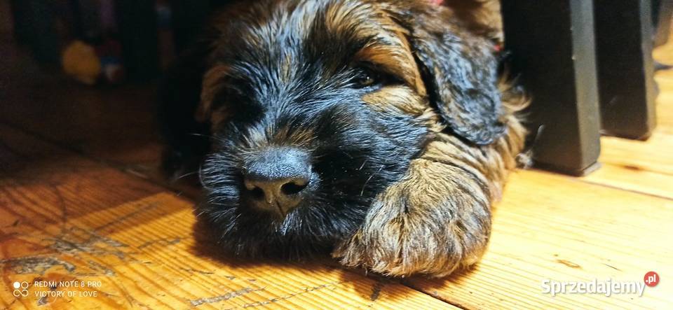 Briardszczeniak opolskie Opole