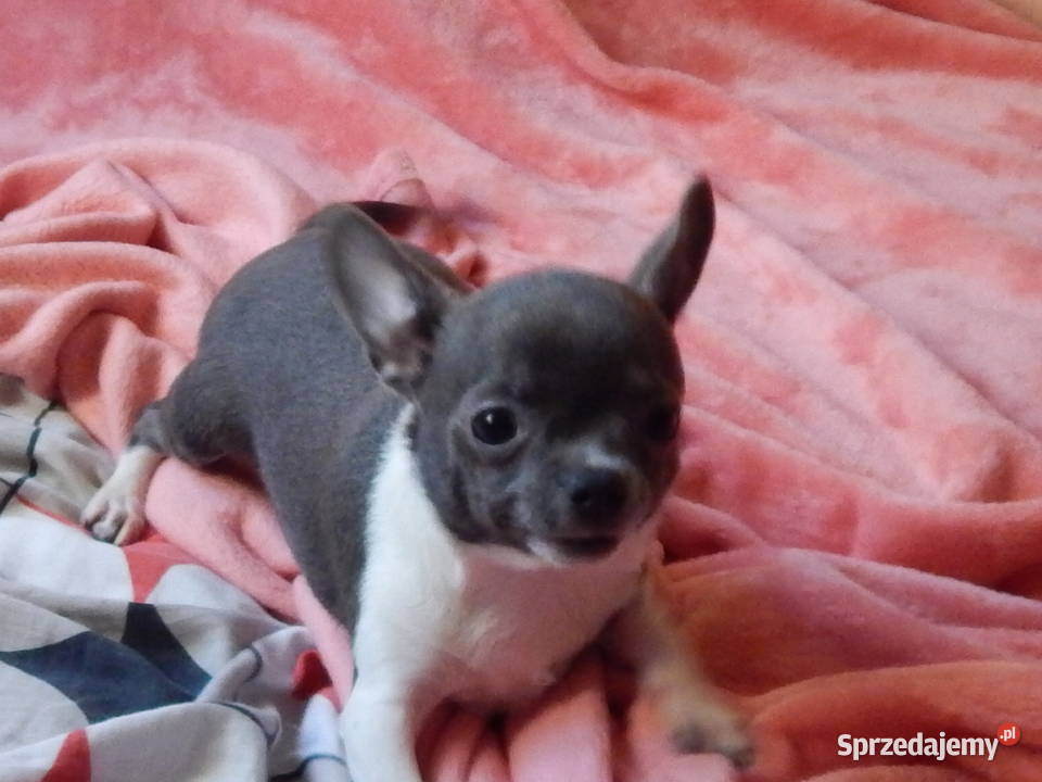 Błękitny piesek z posrebrzeniem i pozłoceniem Częstochowa sprzedam