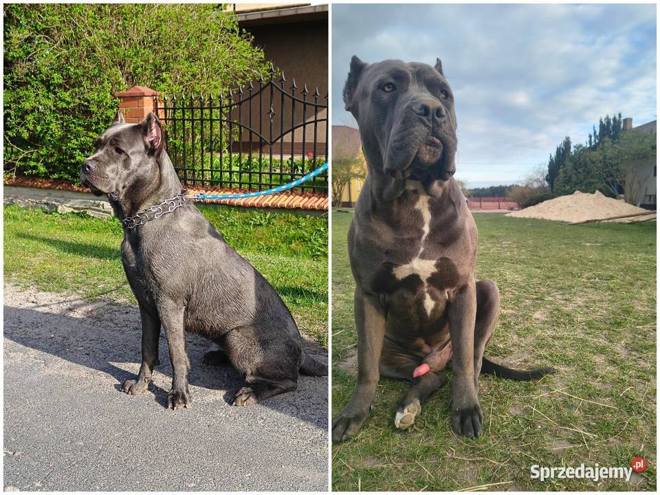 Cane corso American Bandog Tuczna