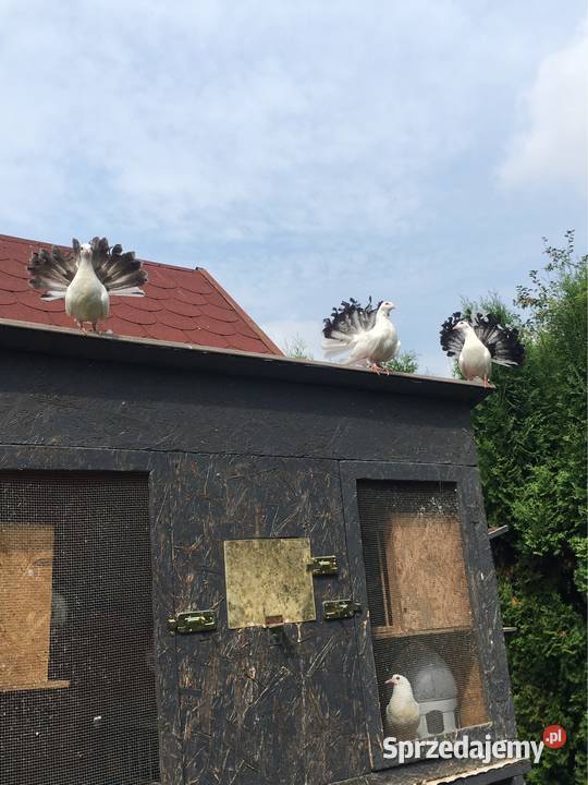 Gołębie pawiki pawik Dębica
