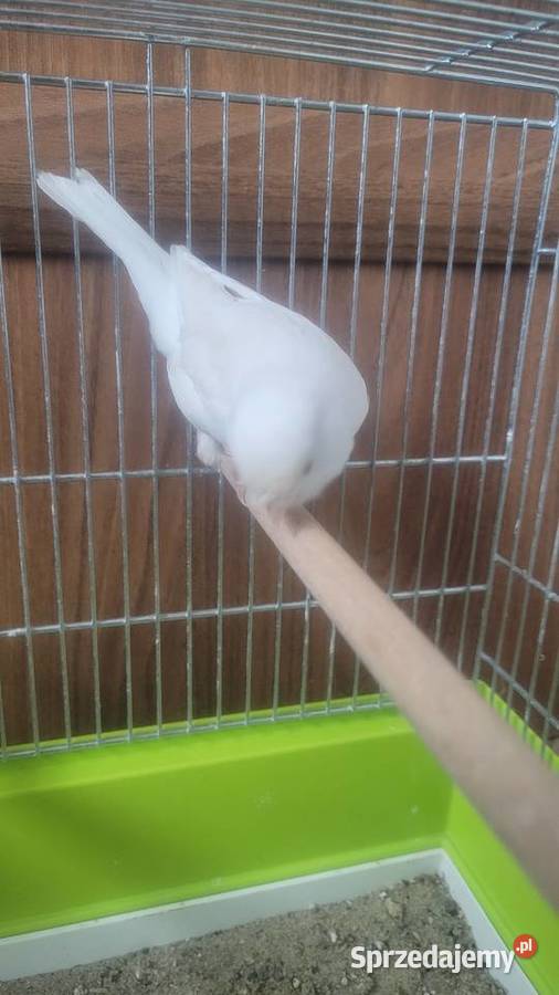 Biały kanarek Ptaki