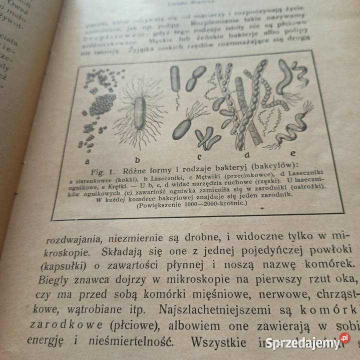 Tajemnica życia powstającego Objaśnienie życia twarda dolnośląskie sprzedam