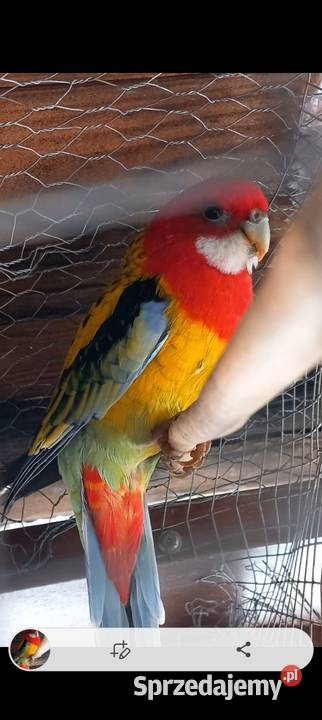 Rozellla białolica Połaniec