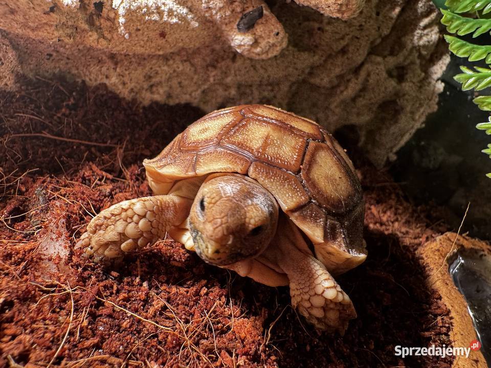 Sulcata żółw pustynny 2025r małopolskie Kraków