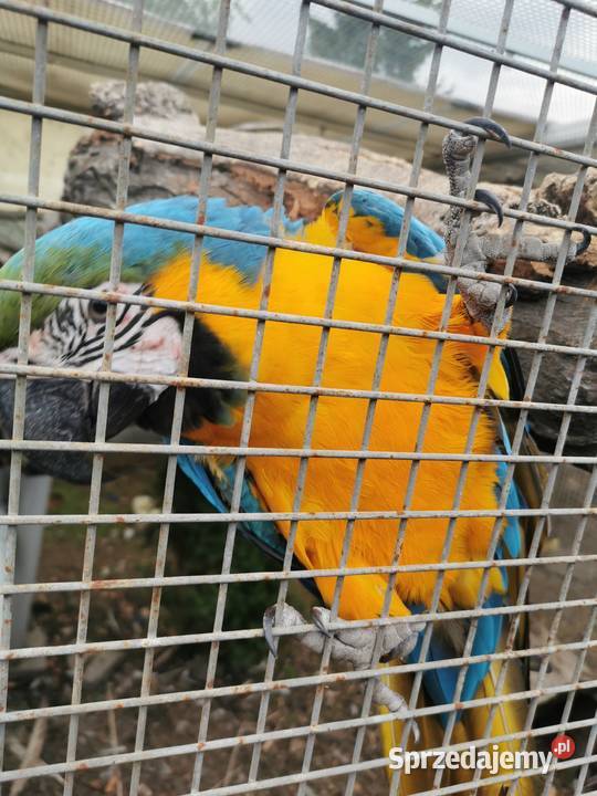 Kakadu Różowe Goffini Lutino Ara Marakana Ara Poznań