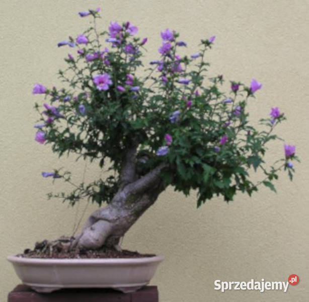 KETMIA SYRYJSKA Hibiscus syriacus NASIONA 600 Lubanie sprzedam