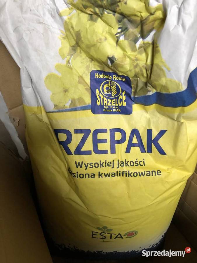 Rzepak jary Laur C1 Lumen F1 Lagoon F1 świętokrzyskie