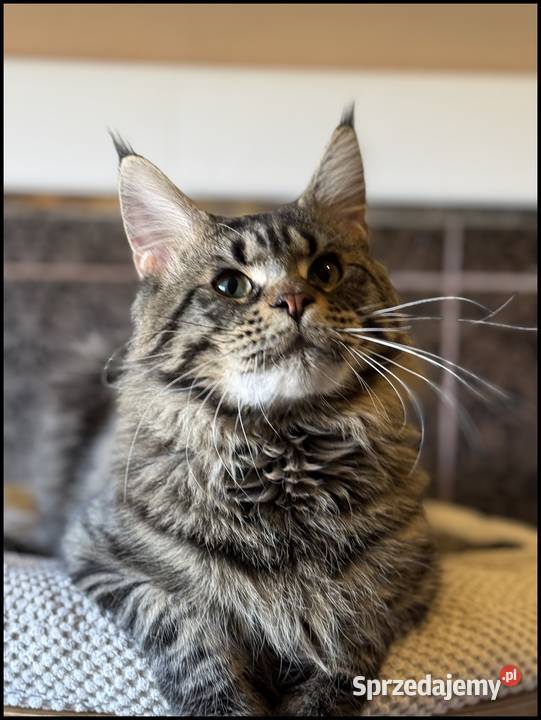 Reproduktor Maine Coon Kraków