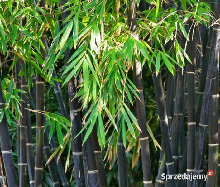 BAMBUS CZARNY Phyllostachys nigra NASIONA 500 kujawsko-pomorskie