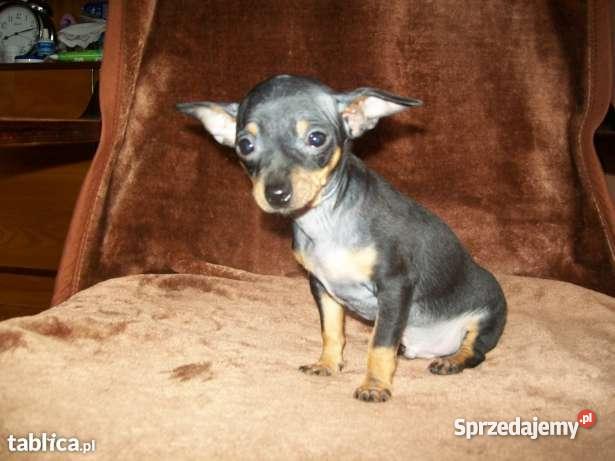 RATLEREK miniaturka Kraków