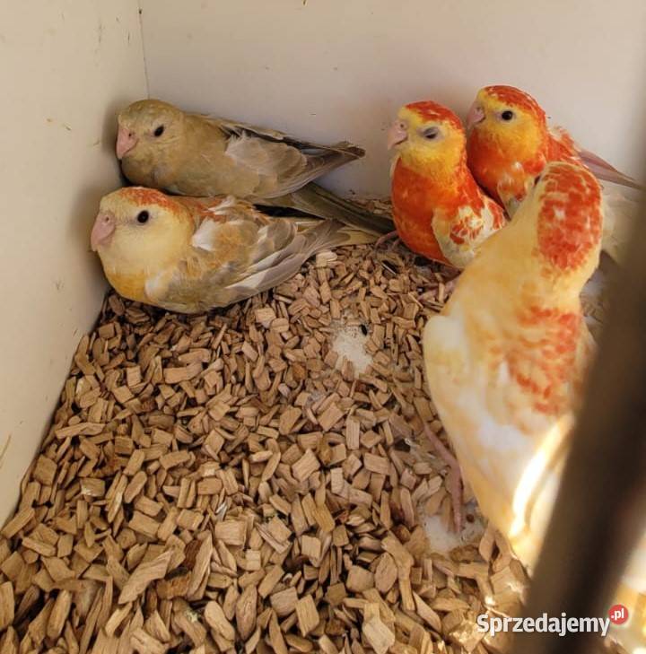 Świergoty Oranżowe Gdańsk