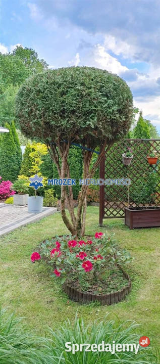 Kamienicę sprzedam 926m2 Zebrzydowice