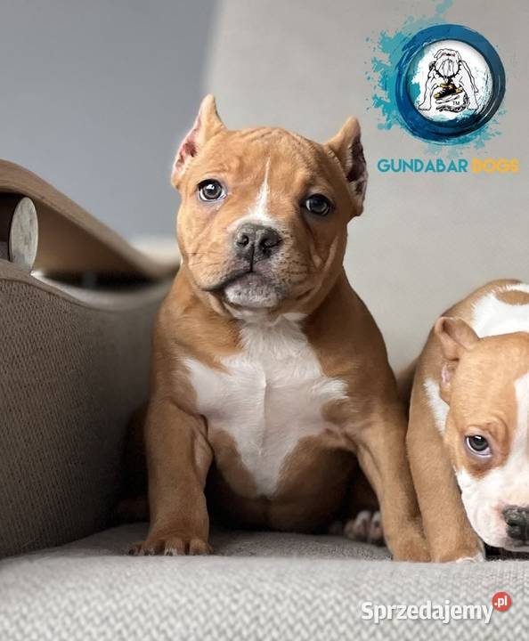 American Bully ABKC Gundabar Dogs suczka wielkopolskie Koło