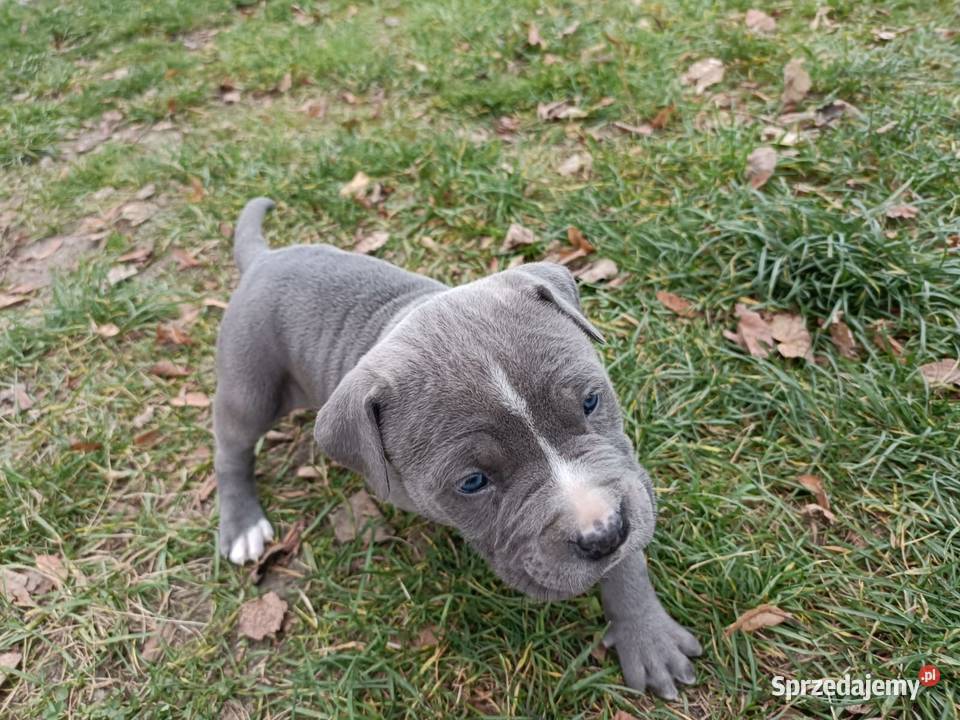 American Pitbull Terrier Żupawa