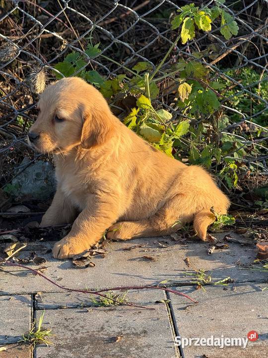 Szczeniaki Golden retriever świętokrzyskie Kielce