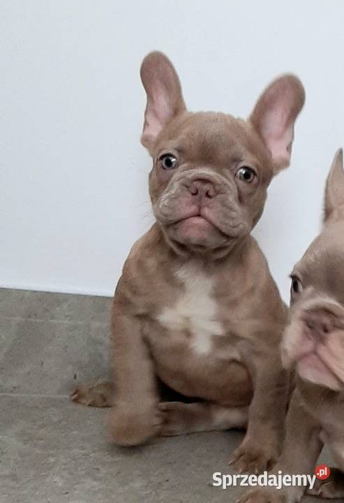 Buldog francuski piesek isabella Buldog Pabianice