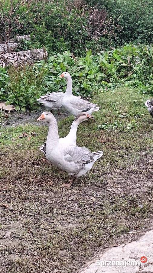 Gęsie gąska gęsiory różne Rolnictwo