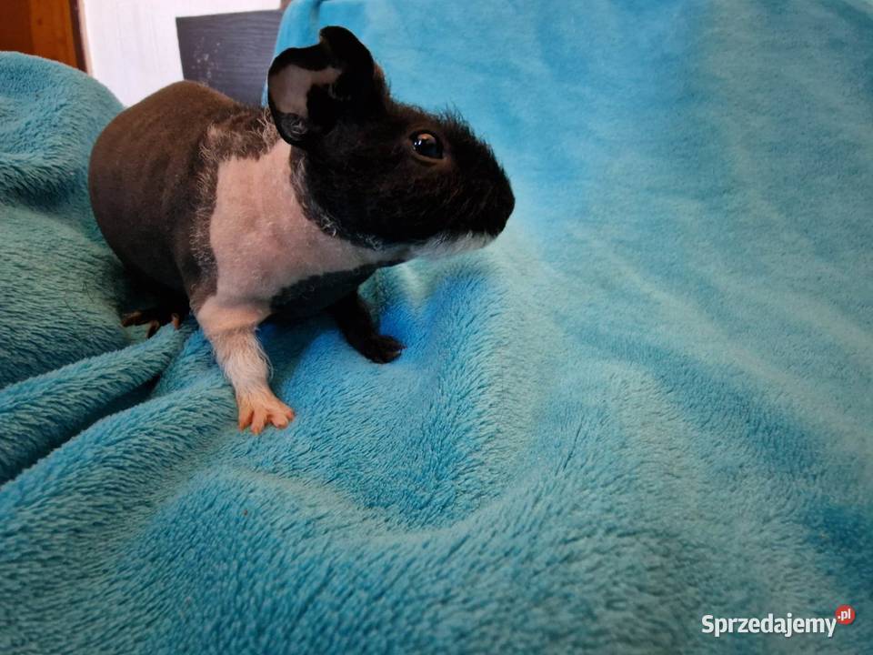 Świnka morska skinny pig Warszawa