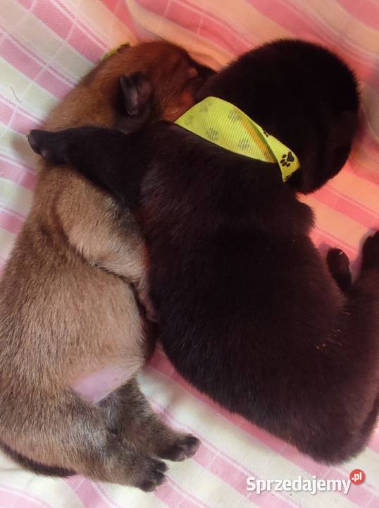 Chowchow z rodowodem badanych rodzicach Psy Oświęcim