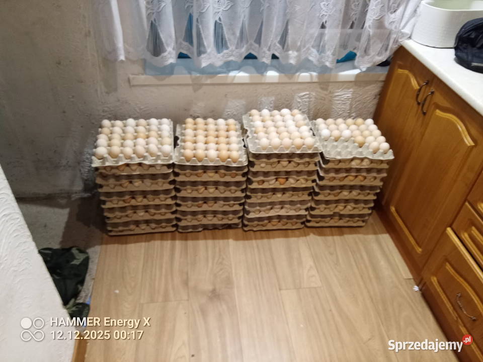 Jajka wiejskie eko Dubielno