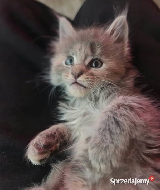 Maine Coon z rodowodem WCF MonsterlandPL Kocięta Bożków