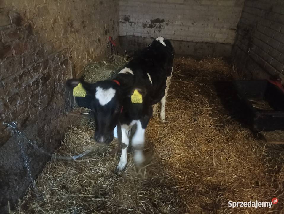 jałoszka do hodowli spod oceny podlaskie Jabłoń-Jankowce