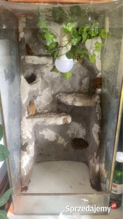 Terrarium pionowe 35 x 35 x 70 Terrarystyka Siepraw sprzedam