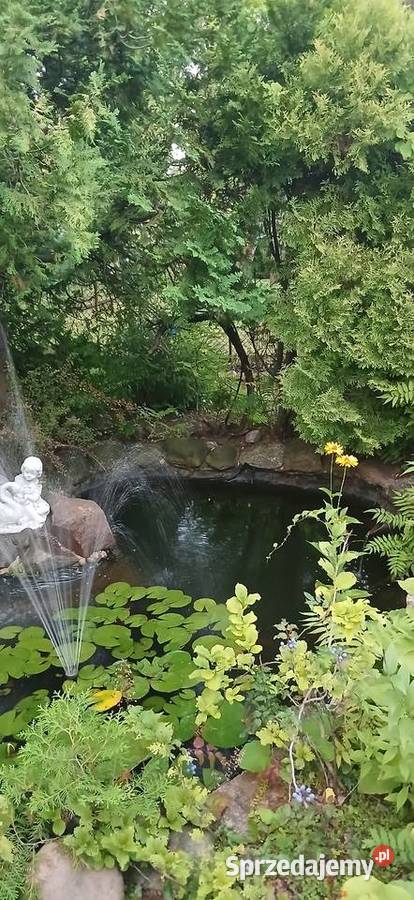 Działka ROD Gaj Janowiecka 77 Warszawa sprzedam