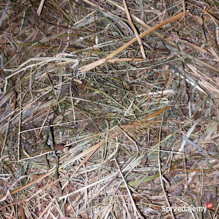 siano kostka Dydnia sprzedam