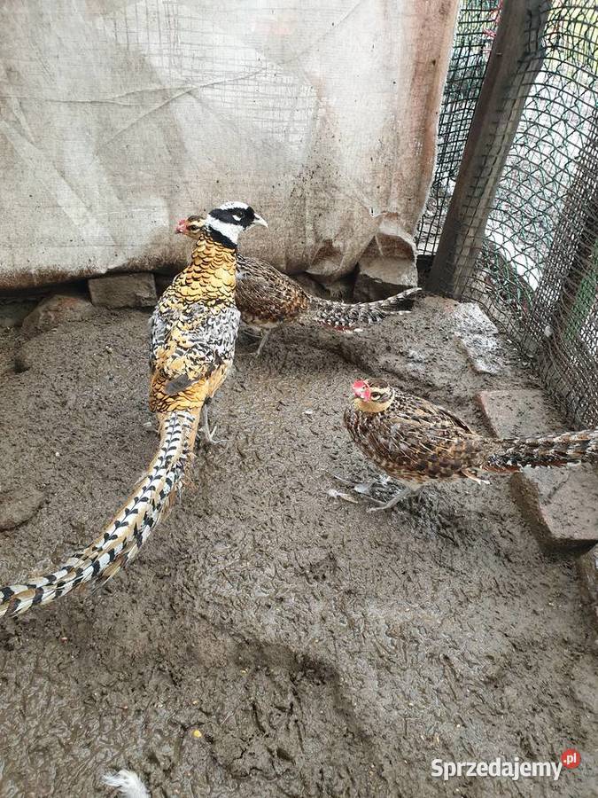 Bazanty dolnośląskie