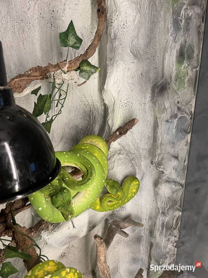 Pyton zielony morelia viridis Częstochowa
