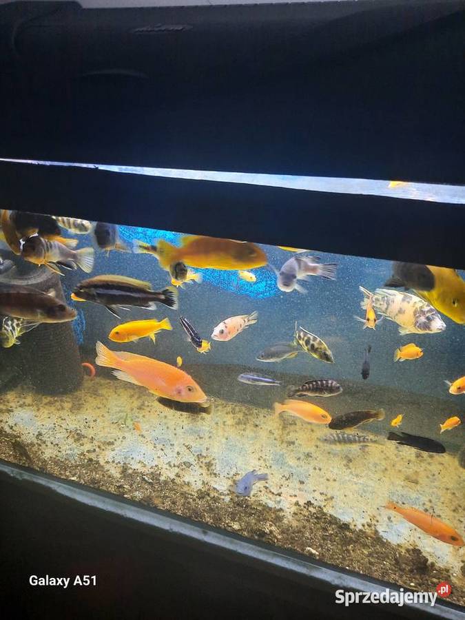 Pyszczaki malawi ponad 50 sztuk małopolskie Brzeszcze sprzedam