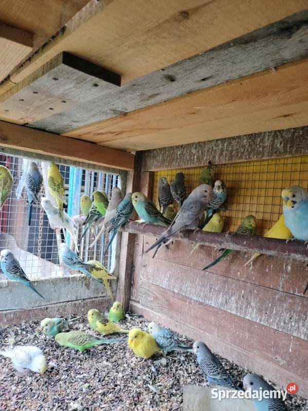 Papugi faliste sprzedam