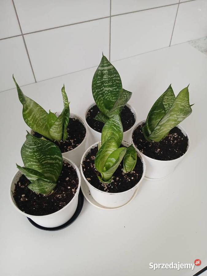 Sansewieria Green Hahnii sansevieria miniaturowa Częstochowa sprzedam